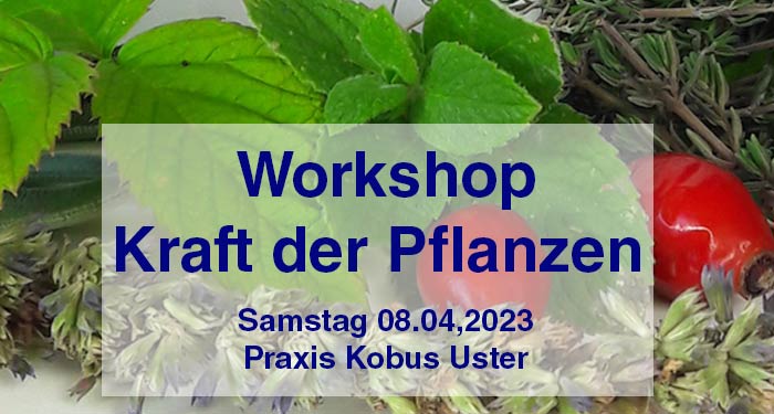 Kraft-der-Pflanzen_workshop_2023
